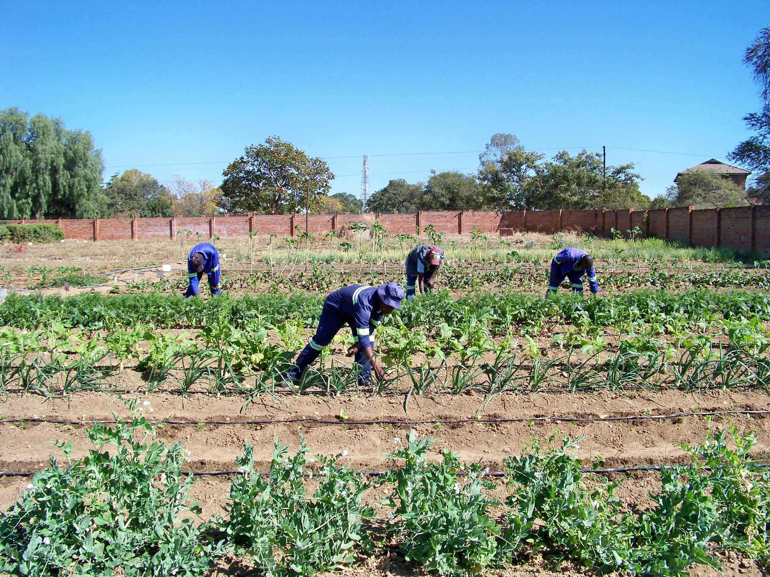 Organic vegetable garden producing fresh produce